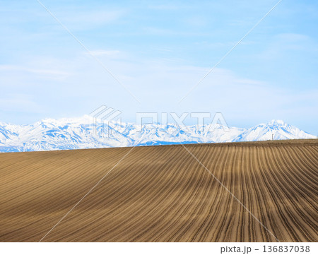 穏やかな春の北海道美瑛町の畑の模様が綺麗な丘の上の風景 136837038