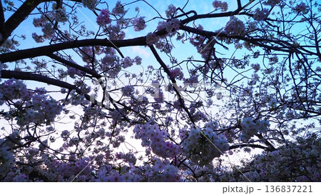 さぁ花見開始！マジックアワーの夜桜！ 136837221