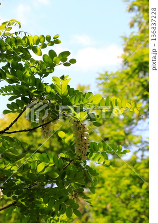 新緑の季節のニセアカシアの白い花 136837228
