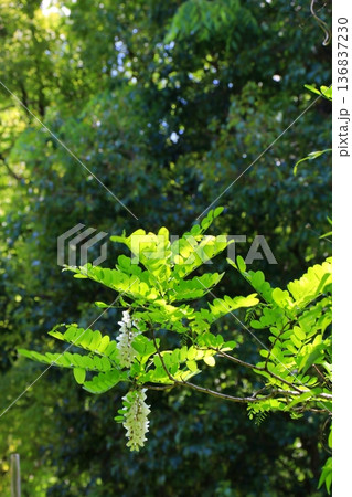 春の陽に輝くニセアカシアの花 136837230