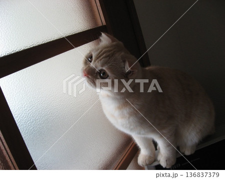 見上げる子猫 見上げる子猫 136837379
