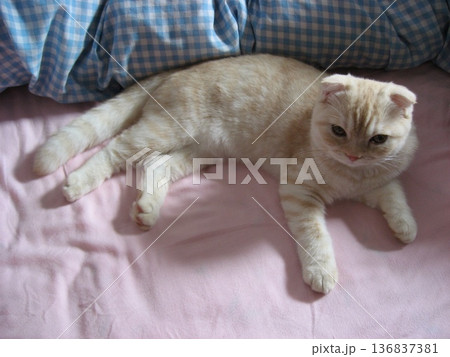 くつろぐ子猫 136837381