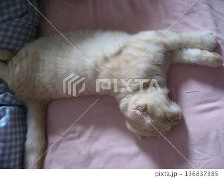 昼寝中の子猫 昼寝中の子猫 136837385