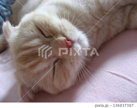 子猫の寝顔 子猫の寝顔 136837387