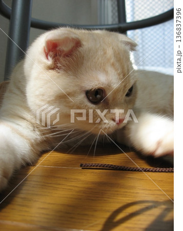 手を伸ばして見つめる猫 136837396