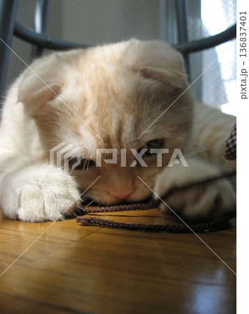 大好きな紐を抱える子猫 136837401