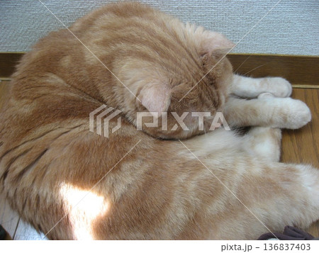 睡眠中の猫 睡眠中の猫 136837403