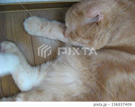 熟睡する茶トラ猫 136837409