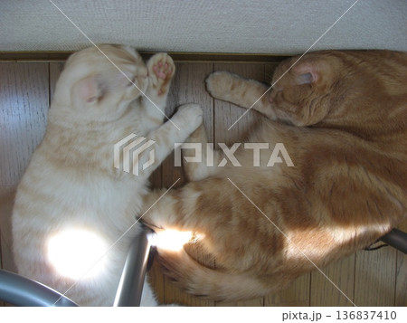 くっついて眠る仲良し猫 くっついて眠る仲良し猫 136837410