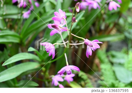 紫の花 紫の花 136837595