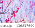 春の訪れを告げる梅の花 136837690