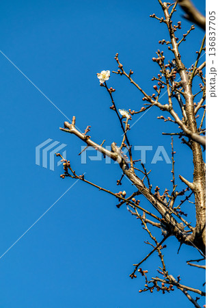 青空に映える白梅 青空に映える白梅 136837705