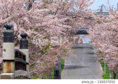 北海道岩内町、岩内神社参道の桜【5月】 136837850