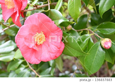 赤い椿の花 赤い椿の花 136837883
