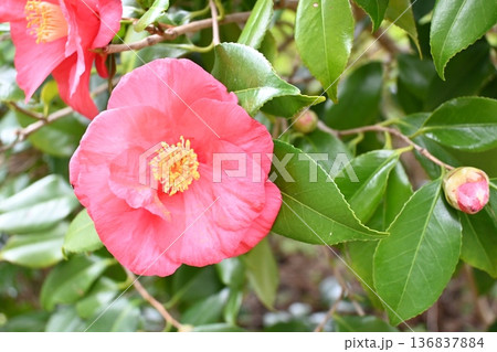 赤い椿の花 赤い椿の花 136837884