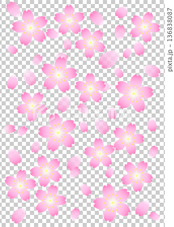 櫻花和花瓣背景 櫻花和花瓣背景 136838087
