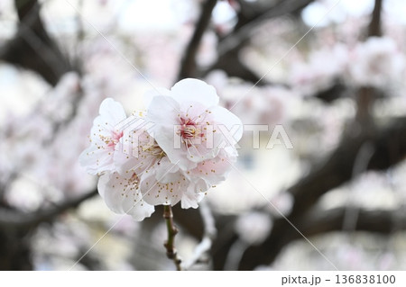 春の近隣公園に咲いた梅 136838100