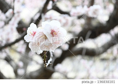 春の訪れを告げる梅の花 136838101