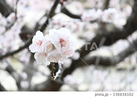 春の近隣公園に咲いた梅 春の近隣公園に咲いた梅 136838102