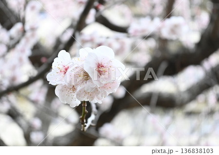 春の近隣公園に咲いた梅 春の近隣公園に咲いた梅 136838103