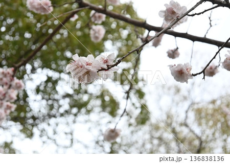 春の近隣公園に咲いた梅 136838136