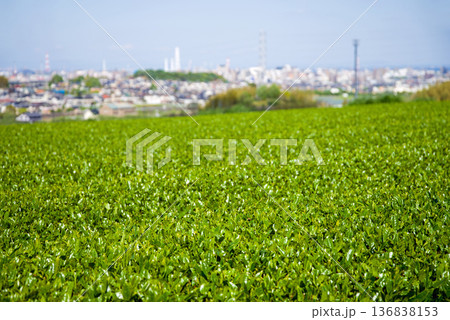 新茶畑と四日市の街並み《三重県 四日市市 川島町》 136838153
