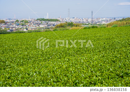 新茶畑と四日市の街並み《三重県 四日市市 川島町》 136838158