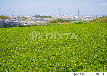 新茶畑と四日市の街並み《三重県 四日市市 川島町》 新茶畑と四日市の街並み《三重県 四日市市 川島町》 136838161