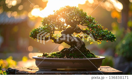 和の美を感じる盆栽 136838171