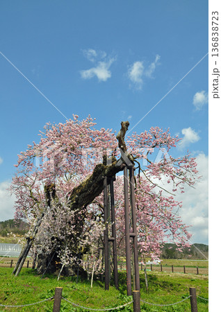 福島県会津美里町 米沢の千歳桜 2009年5月1日撮影 福島県会津美里町 米沢の千歳桜 2009年5月1日撮影 136838723