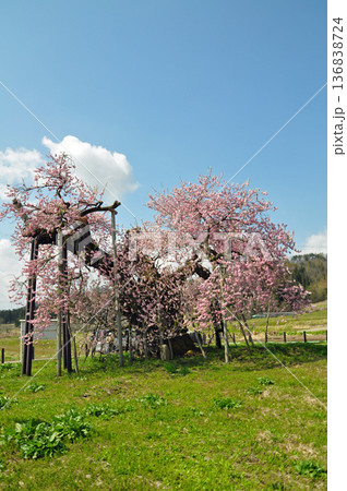 福島県会津美里町　米沢の千歳桜 136838724