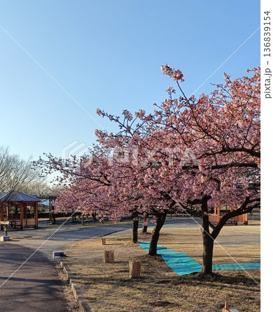 、満開の河津桜と青い空、 寒さも今日まで春一番 、満開の河津桜と青い空、 寒さも今日まで春一番 136839154