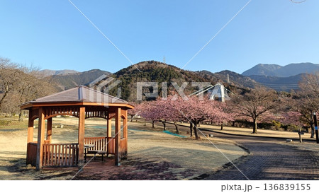 満開の河津桜のある庭園と青い空、 寒さも今日まで春一番 満開の河津桜のある庭園と青い空、 寒さも今日まで春一番 136839155