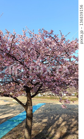 満開の河津桜と青い空 満開の河津桜と青い空 136839156