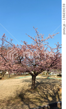 満開の河津桜と青い空、 寒さも今日まで春一番 満開の河津桜と青い空、 寒さも今日まで春一番 136839159