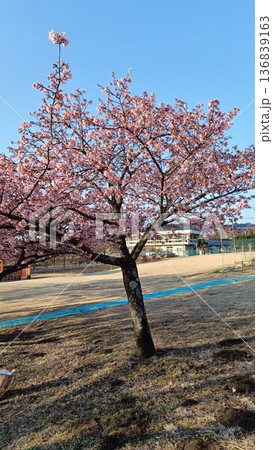 満開の河津桜と青い空 満開の河津桜と青い空 136839163