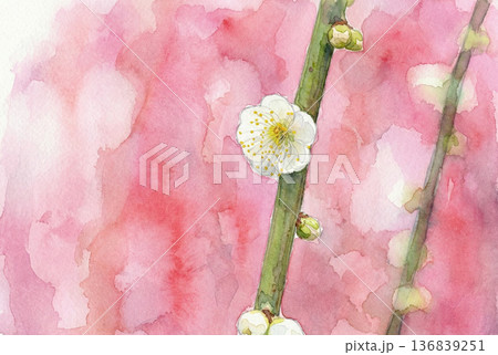 月ヶ瀬梅林の枝垂れ梅白・水彩画 136839251