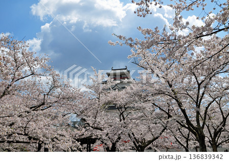 福島県会津若松市 鶴ヶ城天守閣と桜 2010年5月撮影 黒瓦最後の春 福島県会津若松市 鶴ヶ城天守閣と桜 2010年5月撮影 黒瓦最後の春 136839342