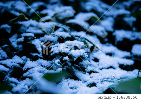 冬の風景 アイビーの葉に積もる雪 クローズアップ 植物 背景素材 冬の風景 アイビーの葉に積もる雪 クローズアップ 植物 背景素材 136839350