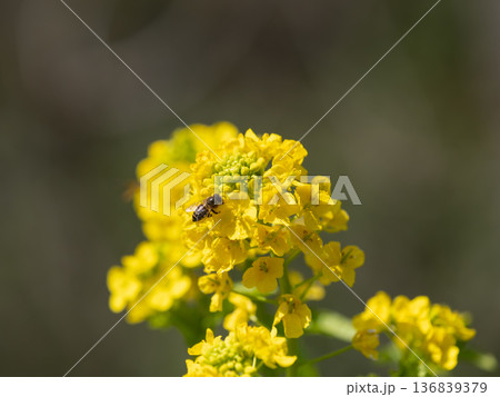蕪の花とミツバチ 136839379