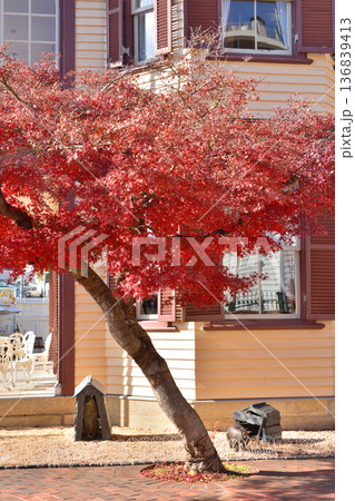 ラインの館の紅葉 136839413