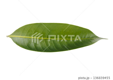 Leaves of the Marian plum isolated on a white background 136839455