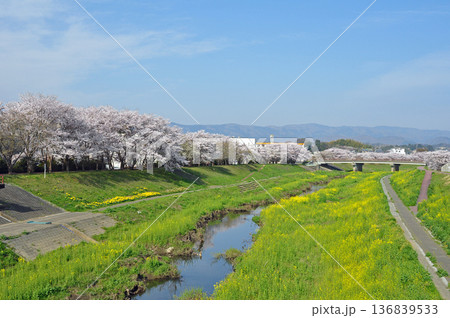福島県いわき市　新川沿いの桜 136839533