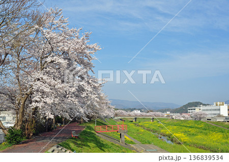 福島県いわき市 新川沿いの桜 福島県いわき市 新川沿いの桜 136839534