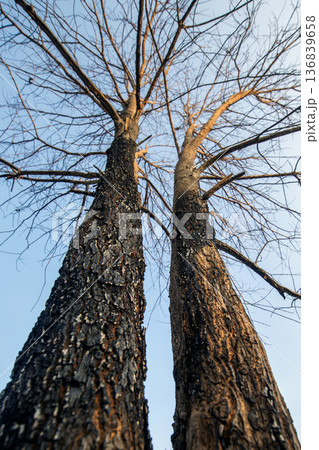 Two trees were consumed by a wildfire. Two trees were consumed by a wildfire. 136839658