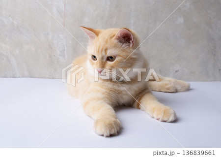 Studioshot photo of a young domestic cat laying down on the floor. Studioshot photo of a young domestic cat laying down on the floor. 136839661