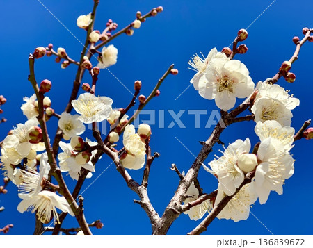 早春の青空に映える満開の白梅クローズアップ〈南公園/愛知県岡崎市〉 136839672