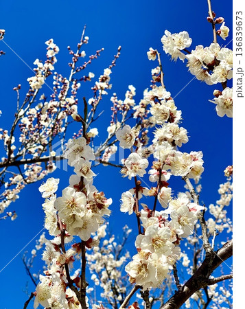早春の青空に映える満開の白梅〈南公園/愛知県岡崎市〉 136839673