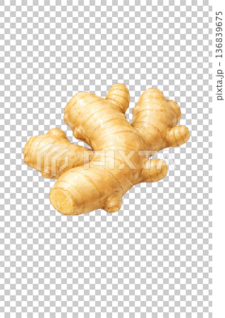 薑的水彩插畫素材 | 自然可愛的根莖類蔬菜圖案 136839675