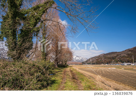 浅春の田園風景　滋賀県高島市マキノ町 136839876